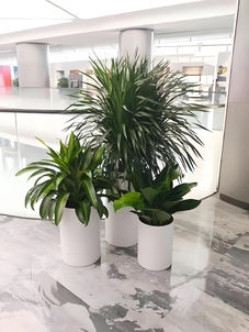 领略宁波余姚花卉租摆设计,装点多彩生活空间